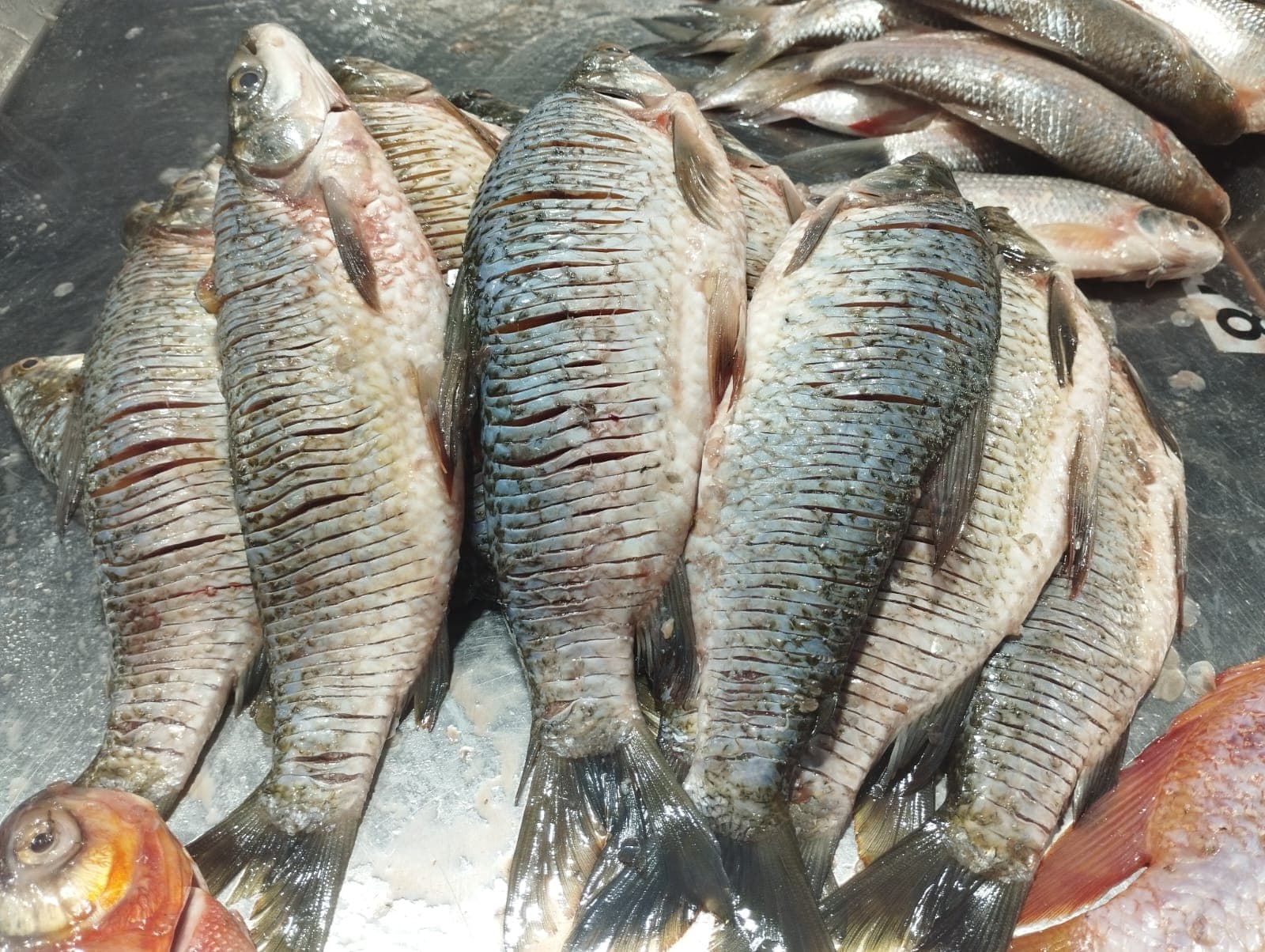 bocachico criollo cordobes